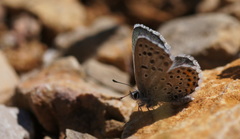 Pseudophilotes baton