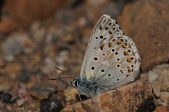 Polyommatus hispana