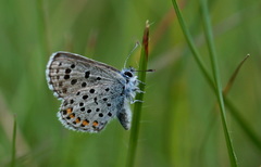 Pseudophilotes baton
