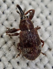 Anthonomus bituberculatus