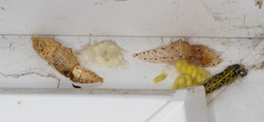 Cotesia glomerata bracovirus