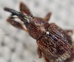 Anthonomus bituberculatus