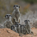 Meerkat - Photo (c) Beat Akeret, some rights reserved (CC BY-NC)