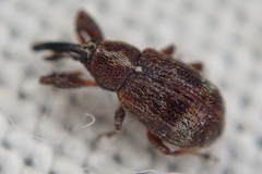 Anthonomus bituberculatus
