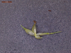 Echinochloa crus-pavonis