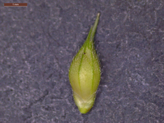 Echinochloa crus-pavonis