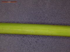 Echinochloa crus-pavonis