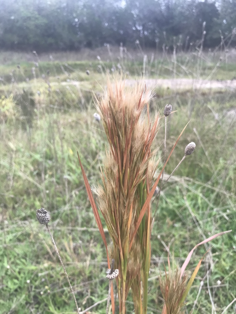 maritime bluestem from Garden Ridge, TX, US on October 23, 2020 at 10
