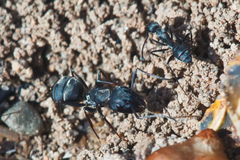 Camponotus micans