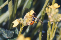 Sphaerophoria rueppellii