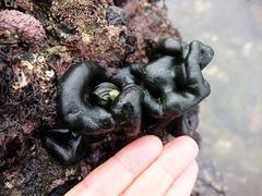 Codium convolutum