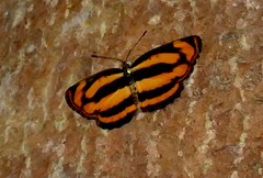 Pantoporia