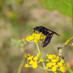 Pompilidae