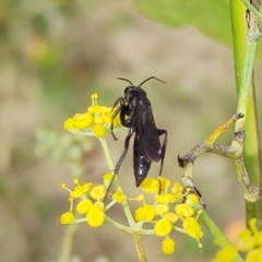 Pompilidae