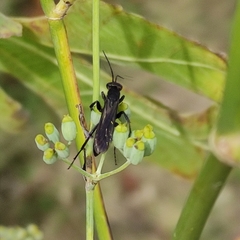 Pompilidae
