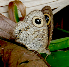 Ypthima horsfieldii humei