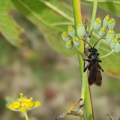 Pompilidae