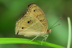 Junonia almana javana