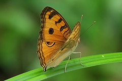 Junonia almana javana