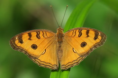 Junonia almana javana