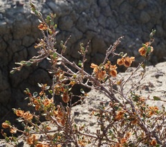 Atraphaxis replicata