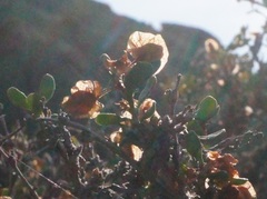 Atraphaxis replicata