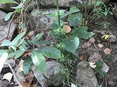 Equisetum myriochaetum