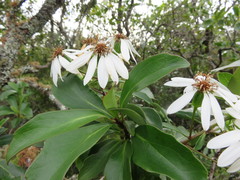 Brachyglottis kirkii