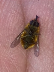 Bombyliidae