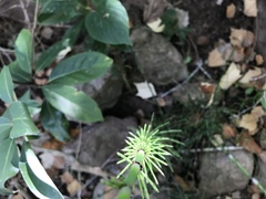 Equisetum myriochaetum