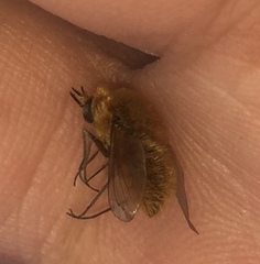 Bombyliidae