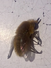 Bombyliidae