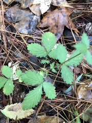 Agrimonia microcarpa