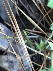 Agrimonia microcarpa