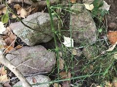 Equisetum myriochaetum