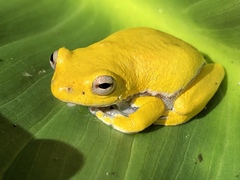 Hyperolius cystocandicans