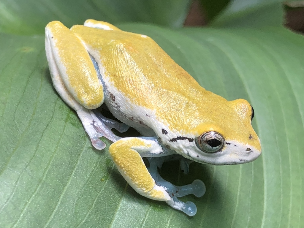 Bladder Reed Frog