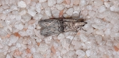 Nephopterix angustella