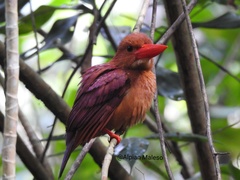 Halcyon coromanda pelingensis