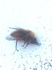 Bombyliidae