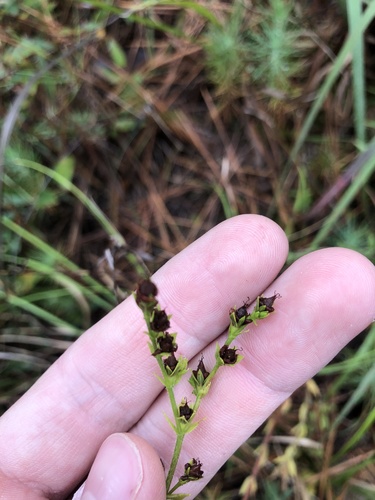 Hairy St. Johnswort (Hypericum setosum)
