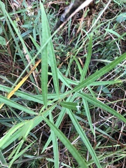 Asclepias longifolia