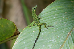 Anolis aequatorialis