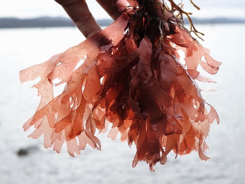 Representative image of Cystocloniaceae