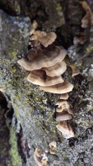 Trametes versicolor