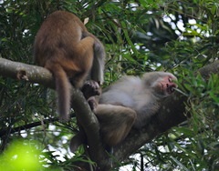 Macaca mulatta