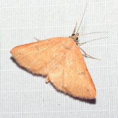 Hemeroplanis punitalis