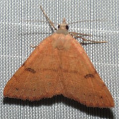 Hemeroplanis punitalis