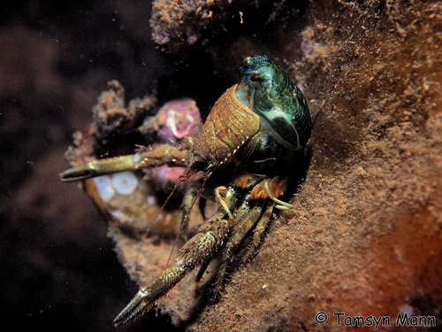 Black Squat Lobster, photo 5 of 10