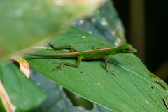 Anolis gemmosus